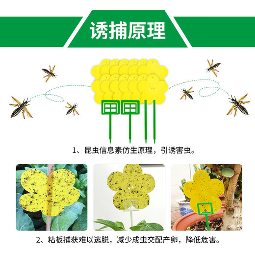 Zhongjie square flower-type armyworm board small flying insect yellow board double-sided armyworm trap flower household small black flying aphids 1 box 12 tablets