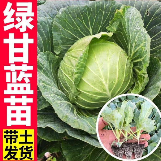 Vegetable seedlings suitable for planting in autumn, easy-to-live leeks for all seasons, cold-resistant baby cabbage, blue kale, pepper seedlings for autumn sowing, 10 kale seedlings + fertilizer