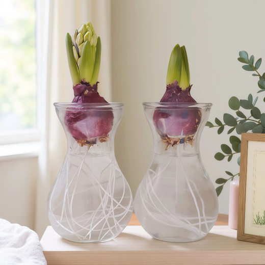 Waiting for the flowers to bloom, hyacinth hydroponic bulbs with bottle in random colors, 1 piece