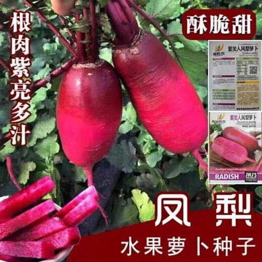 鲜木凤梨水果萝卜种子生吃紫美人萝卜胭脂萝卜籽夏季四季蔬菜种子大全 精品原装[1098粒]五包