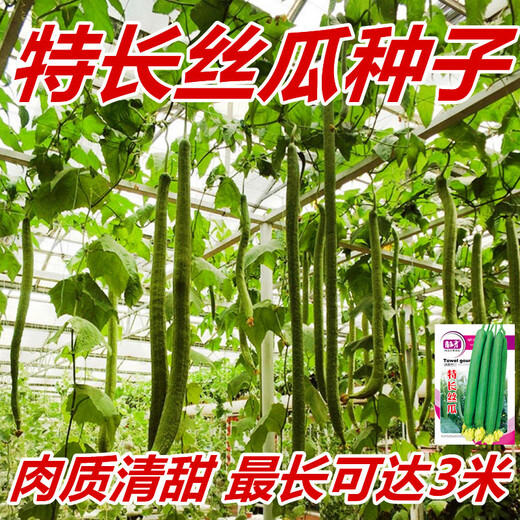 Extra long loofah seeds for all seasons, early maturing snake-shaped loofahs in garden pots, meat and vegetable seeds. The flesh is sweet and tender. Extra long loofah seeds can grow up to 3 meters long. They can be planted all year round. 50 original pieces. 79% people choose it.