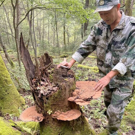 Changbaishan Ganoderma Lucidum tranches Ganoderma Lucidum Spore poudre trempée dans du vin et de la soupe, tranches Nyingchi Changbaishan Ganoderma Lucidum tranches [100g]