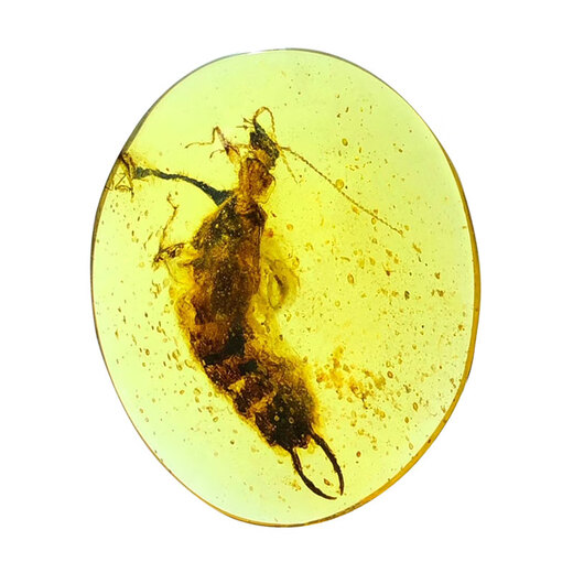 Zi Mian natural Burmese amber raw ore water purified gold blue gold amber blood tea amber water gall plant large insect amber stone ring face pendant No. AF412 Height, width and thickness 18 13 8m