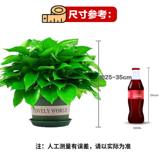 Shuangmeng green radish potted formaldehyde-removing flowers and green plants office new house air purification 180 trays 4 pots straight from the source