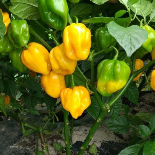 Hainan yellow lantern seeds Chaotian pepper peppers are very spicy, very spicy, special potted plants of death, yellow lanterns, yellow devil peppers, 98% germination rate, lazy people must plant them, 1 pack 198