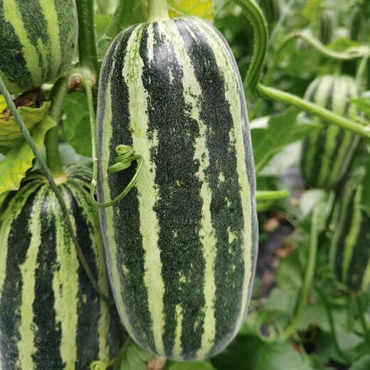 Beishu Bingtangzi melon seeds collection Boyang melon seedlings Boyang No. 9 melon seeds 10 capsules 2 bags sweeter