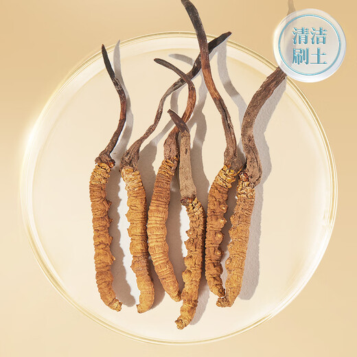 Tongrentang Brand Tibet Wild Cordyceps Sinensis à propos de 3 racines / G25G Environ 75 Racines Boîte-cadeau haut de gamme Nourrissante leader des produits nutritionnels