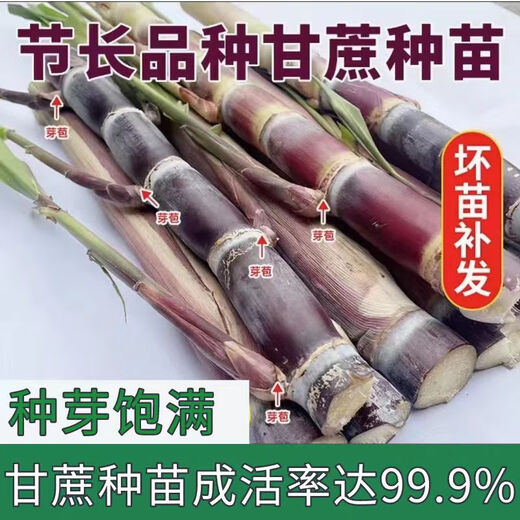 Mu Chun'ao sugarcane seeds, Guangxi black-skinned seeds, yellow-skinned high-yielding sections, 3 to 7 buds, crispy sweet green-skinned saplings, 100 black-skinned sugarcane sections (3-6 per section, less than 15cm
