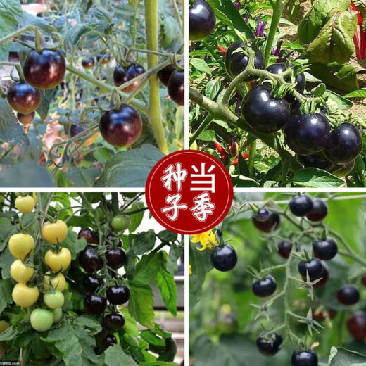 Black Pearl Cherry Tomato Seeds Four Seasons Balcony Potted Plants Easy to Grow Black Gem Tomato Fruit Type Vegetable Seeds Black Pearl Little Saint Tomato Seeds Original Pack About 106 + Song Fertilizer