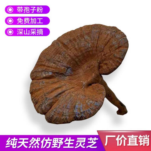 谧鹿天然紫灵芝不苦仿野生含孢子粉食药用菌长柄整枝深山可帮切片 长柄不苦紫灵芝整枝 500g
