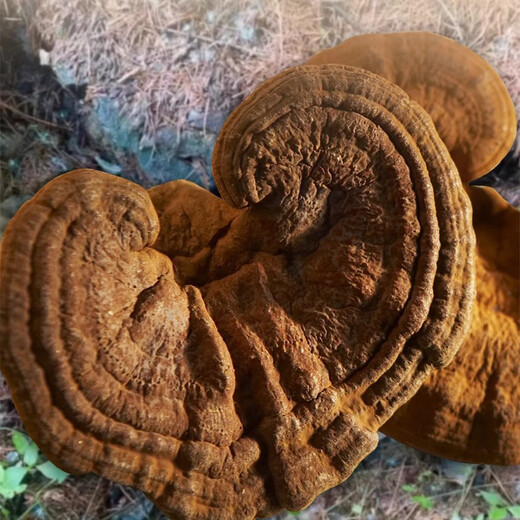 Quanyan Organic Ganoderma lucidum spore powder genuine Ganoderma lucidum spore powder 500g gift box head spores to the leader elder gift box Jinming wooden box