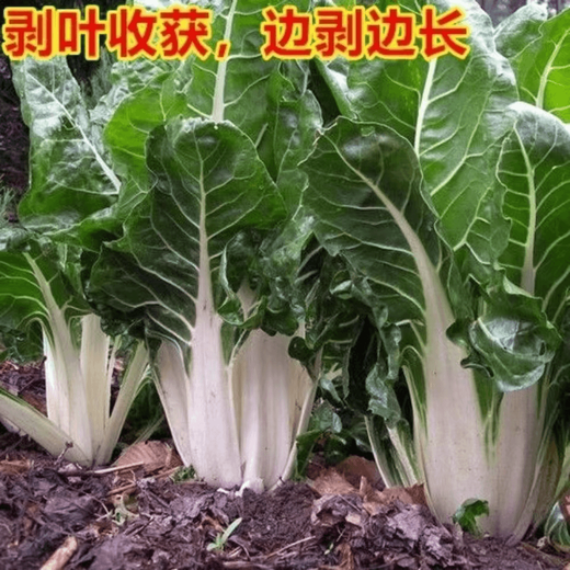 Bohui Brassicae Seeds are edible white stems, large broad leaves, thick skins, high-yield all-season old varieties, spring and old Genda vegetable seeds. Broad-leaf Brassicae 4 packs and 6 packs (40 people choose)