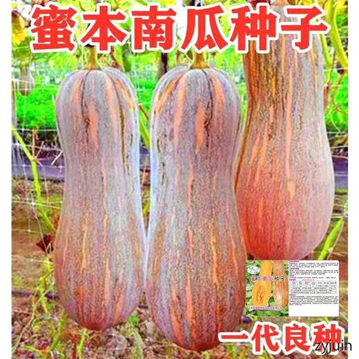 Miben Sweet and Glutinous Pumpkin Seeds, Four Seasons Old Pumpkin, Dense Pumpkin Varieties, Miben Pumpkin Seeds, 3 packs, about 90 capsules