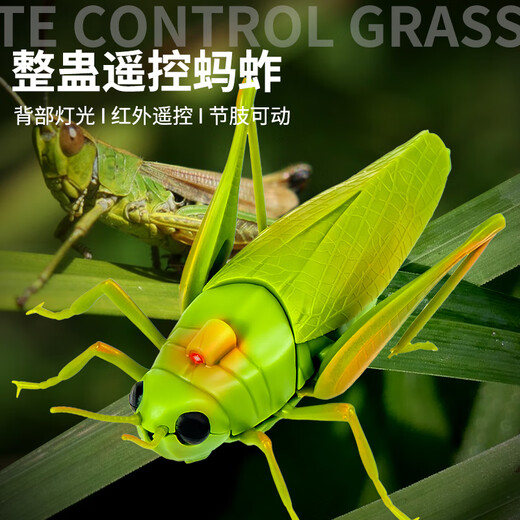 爱帛哆遥控蚂蚱电动玩具小男孩女孩网红仿真会动昆虫爬虫小动物儿童整蛊 [经典版-遥控毛毛虫]绿色款991 均码