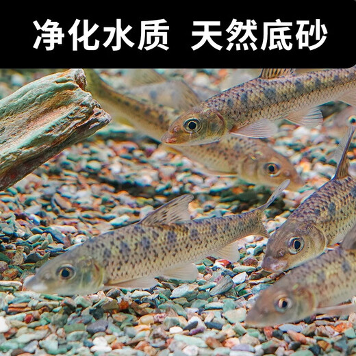 Natural original ecological stream stone bottom sand fish tank special filter paving ornaments volcanic stone landscaping main stone pebbles 20Jin Jin is equal to 0.5kg packed natural stream stone (1-3cm)