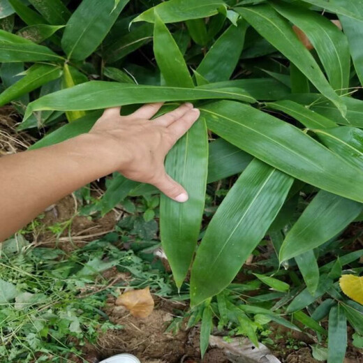 Large leaves for wrapping rice dumplings, rice dumpling seedlings, bamboo leaf seedlings, wild rice dumpling seed seedlings, bamboo leaf seedlings, garden plants, rice dumpling seeds 500 capsules/pack+