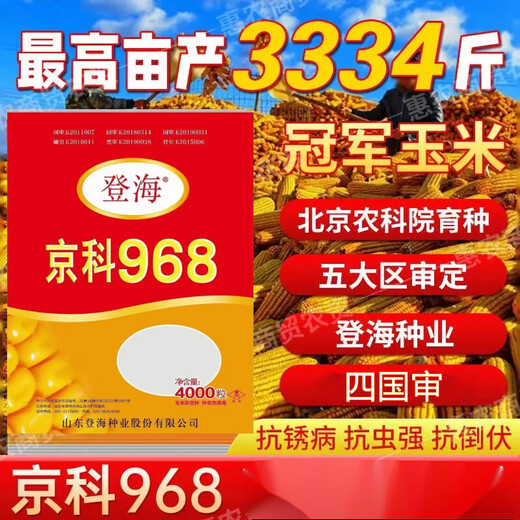 京科968高产玉米种子大全矮杆双棒抗旱涝抗病抗倒伏农科院国审苞 京科968-4000粒(一亩地)宋蔬菜种