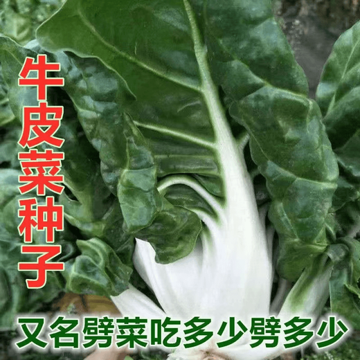 Bohui Brassicae Seeds are edible white stems, large broad leaves, thick skins, high-yield all-season old varieties, spring and old Genda vegetable seeds. Broad-leaf Brassicae 4 packs and 6 packs (40 people choose)