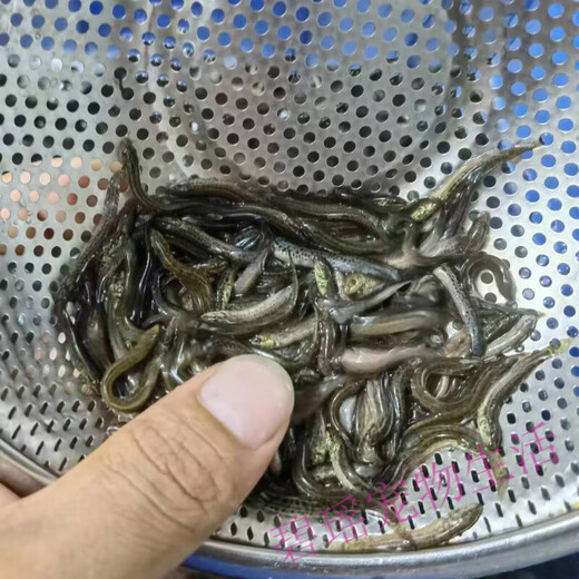Loach fresh bait Taiwanese loach fishing Luya fish turtle ornamental fish ball loach aquarium live feed feed 1-3cm loach 10,000 + 10 damage prevention [recommended