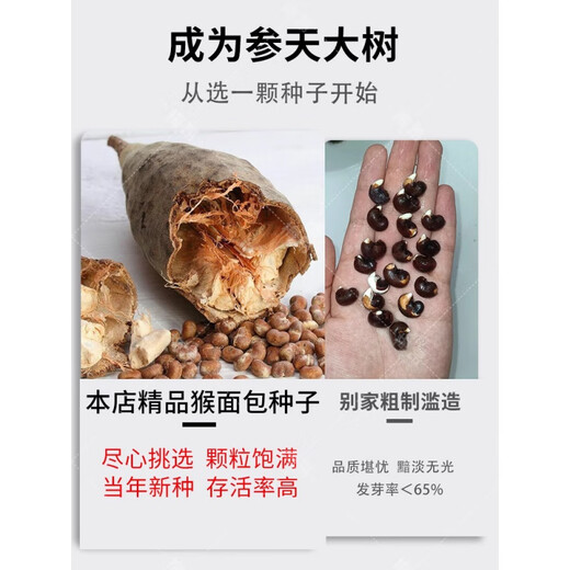 Rare succulents imported from Africa, rare species saplings, potted bonsai root fruits, baobab seeds, baobab seeds 250g/half Jin Jin equal to 0.5 kg