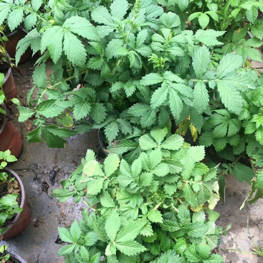 Agrimony seedlings, Agrimony seedlings, Trichosanthes potted medicinal materials, fresh Agrimony plants shipped in pots, 5 plants shipped in pots