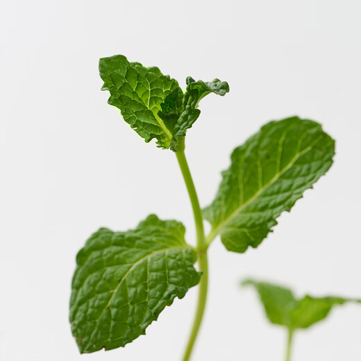 无印良品（MUJI） 牙膏 清新口气 薄荷香 120g*1支 120g