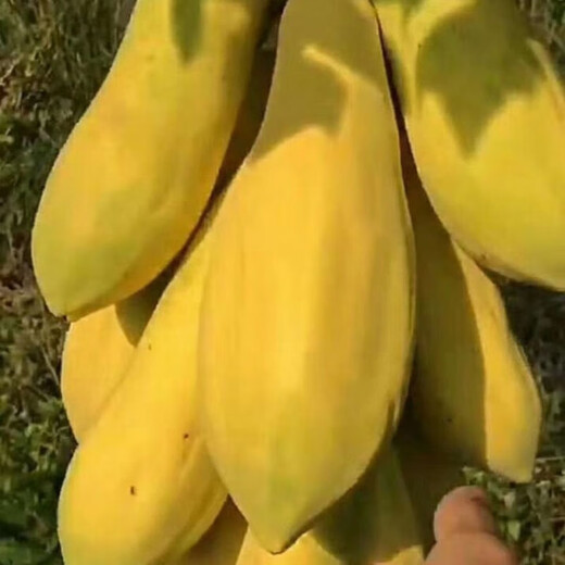 Papaya seedlings, Thai golden milk papaya seedlings, dwarfed southern and northern potted plants, ground-planted papayas that bear fruit in the same year, dwarf papayas 5 cm (with soil and leaves)