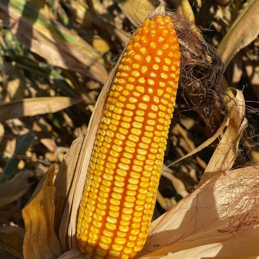 Suiyiman Jingke 968 high-yielding corn seeds, short stems and big sticks, drought-resistant and high-temperature resistant purple gold version white shaft corn seeds purple gold version original 4000 grains