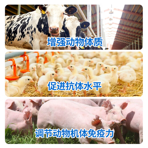 Zhonglong Shenli 70% Astragalus Polysaccharide Soluble Powder Veterinary Huang's Polysaccharide Antiviral Pig, Chicken and Poultry Medicine Cattle and Sheep Feed Additive 1 Bag