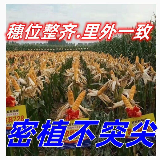 
New species, double-national review, Beijing Agricultural Sciences, 728 early maturity, high temperature, dense and dense high yield, corn species, short rod, red shaft corn seeds, Beijing Agricultural Sciences, 728 corn species [4500 grains] 1 bag