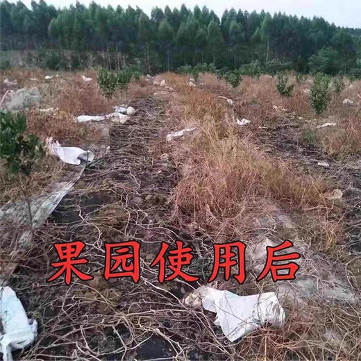 95% Glyphosate Ammonium Salt Rot Eradication Weed Killer Weed Root Rot Agent Garden Courtyard Farmland Orchard Pesticide 8 Groups/16 Packs (95% High Content Weed Rot Rot)