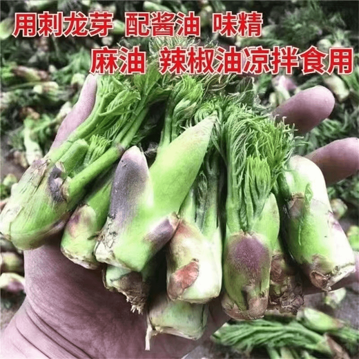 Different plants, Echinacea sprouts seeds, Erythronus buds seeds, sowing in all seasons, balcony potted plants, small yard planting, simple and high-yielding. Authentic, Echinacea sprouts, 4 packs, 6 packs + fertilizer