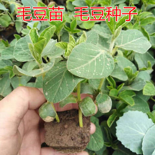 Seedlings full of edamame seedlings, early mature seedlings, green bean seedlings, soybean seedlings, soybean seedlings, green edamame seedlings, 20 edamame seedlings (3-4 planted together in one hole)