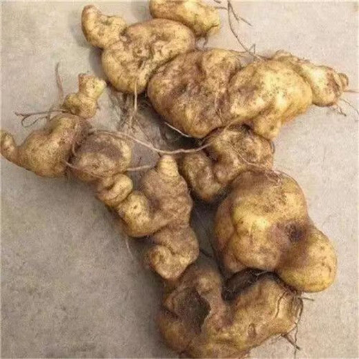 Authentic Medicinal Materials Polygonatum Seeds Chicken Head Polygonatum Tiger Ginger Chicken Claw Ginseng Claw Ginseng Yellow Pheasant Seeds Polygonatum Miao Large Leaf Seedlings Delivered 1500