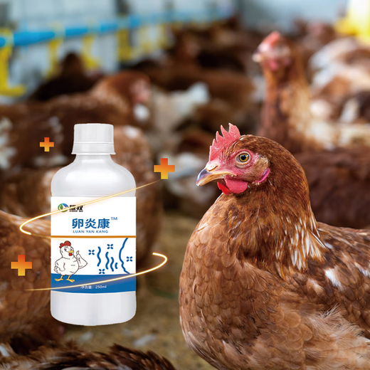 Egg Yankang for male herding pigeons, chickens, ducks and geese, for laying hens, salpingitis, blood shell eggs, for pigeons that do not lay eggs, Ou Yankang*1 bottle, general purpose for chickens, ducks and geese