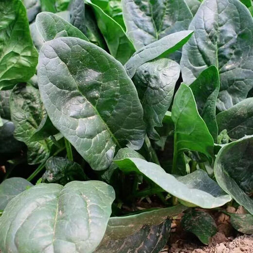 Black-leaf spinach seeds, low-lying spinach seeds, cold-resistant autumn and winter dwarf spinach, thick and non-greasy farm rapeseed, black-leaf spinach seeds, currently on sale, buy 1 song, 1 hair, 2 packs, 20 orders left