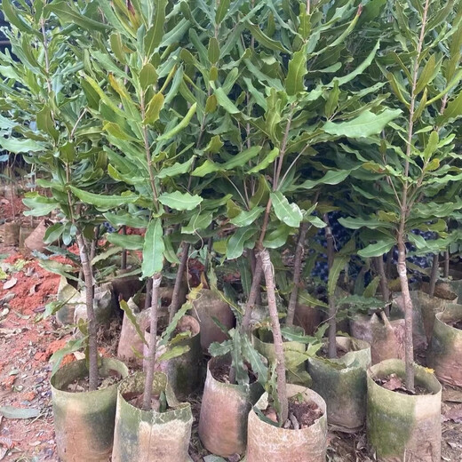 桂热一号坚果苗澳洲夏威夷果正宗矮化嫁接苗庭院常绿树苗带土发货 695号坚果三年【带营养杯发货】 90cm(含)-99cm(含)