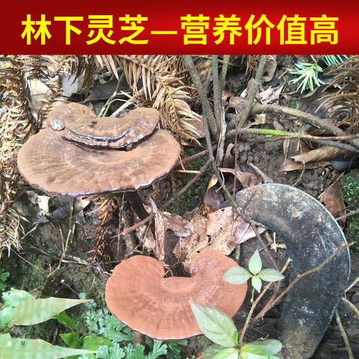 胖东来同款野生灵芝纯天然紫灵芝野L生深山天然不苦整枝带孢子粉 500··克灵芝帮切片【3-4个】