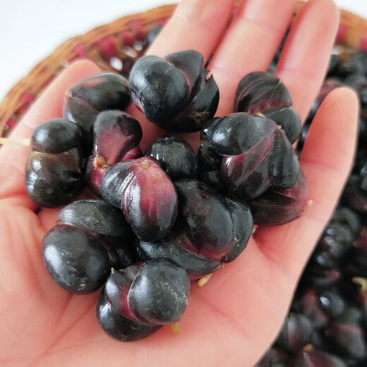 1052 pieces in 30 days Lily seeds Dragon bud Lily Dragon West lily seeds Dragon tooth lily seeds About 1 cm in size 200 seeds Black seeds