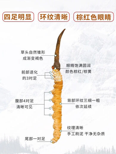 尔娅贝正宗头茬冬虫夏草洁净大只真品鲜虫草2025年精选干货虫草 20根大号高档压克力瓶装