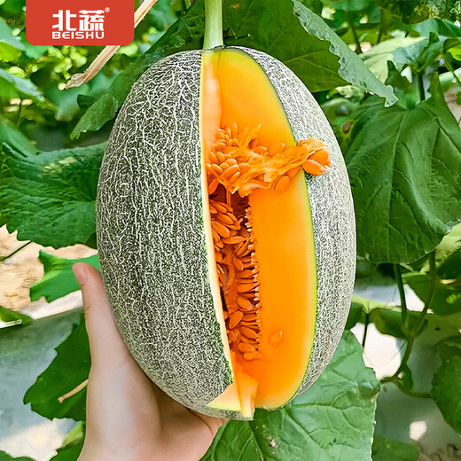 Beishu Melon Seeds Emerald Rock Sugar Seeds Croissant Honey White Sand Honey Spring Cantaloupe Seeds Beishu Liucui Hami Melon Seeds 100 capsules