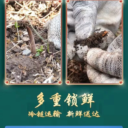 新鲜冬虫夏草2025年头期虫草正品领导高海拔送礼正宗鲜虫草过节 1.0-1.2克/根   10根鲜虫草 冬虫夏草  顺丰发货