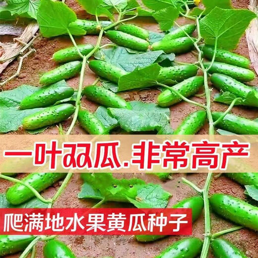 No scaffolding, fruit cucumber seeds crawling all over the floor, four-season courtyard balcony potted cucumber seeds, vegetable seeds, original, fruit cucumber seeds crawling all over the floor, selected two packs, about 111 grains + Song fertilizer