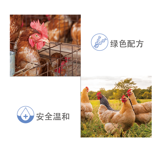 Egg Yankang for male herding pigeons, chickens, ducks and geese, for laying hens, salpingitis, blood shell eggs, for pigeons that do not lay eggs, Ou Yankang*1 bottle, general purpose for chickens, ducks and geese