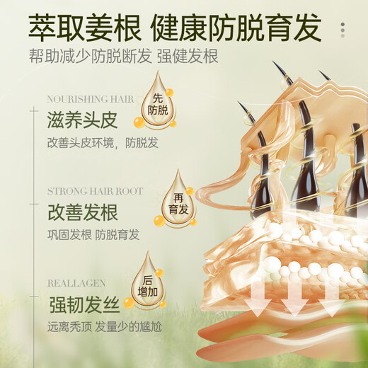 茵倩生姜防脱育发洗发水 男女士防脱发洗发水 控油蓬松去屑固发洗头膏