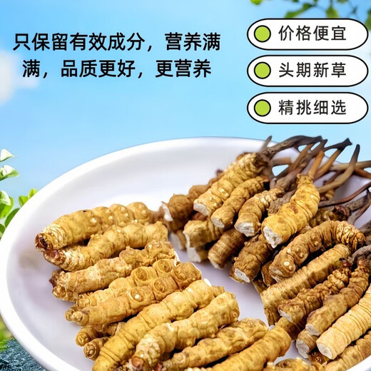 Tíbet Nagqu a alta altitud Cordyceps sinensis Selección Enlace de roto grande Cordyceps Caja de regalo de productos secos genuinos para el uso autoalimentable Asequitable Nagqu de alta altitud carne pura 20 gramos [2 gramos de gratis]