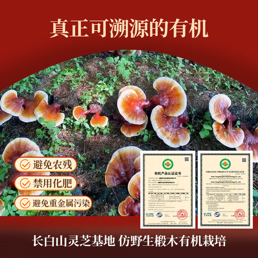 宝芝林 破壁灵芝孢子粉香港蓝帽认证增强免疫力30条/盒*2盒 4盒 120g