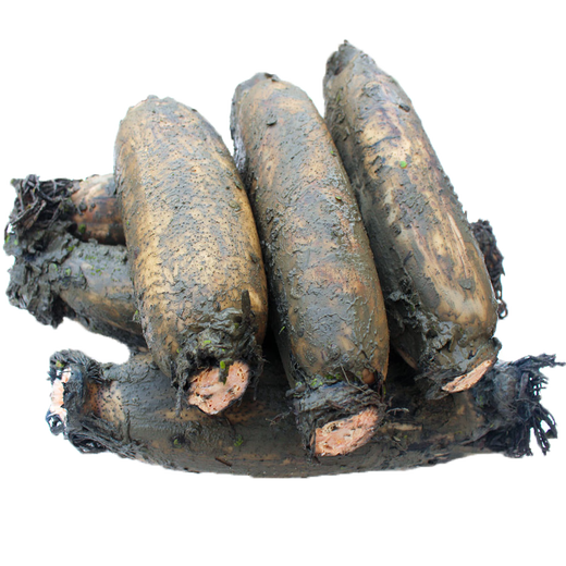 Jingmi Hubei lotus root, pink lotus root, with mud to lock in freshness, net weight 5Jin Jin is equal to 0.5kg, packed with fresh vegetables straight from the source
