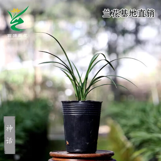 Wengyuan Orchid, Spring Orchid, Myth Thin Leaf Grass, Flower Tongue Colorful Flowers, Fresnel Buds, Strong Fragrance Green Plant Potted Plant, Myth 4 Seedlings, Large Strong Seedlings, Simple Pot Hair