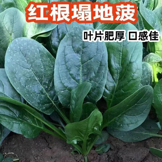 Black-leaf spinach seeds, low-lying spinach seeds, cold-resistant autumn and winter dwarf spinach, thick and non-greasy farm rapeseed, black-leaf spinach seeds, currently on sale, buy 1 song, 1 hair, 2 packs, 20 orders left